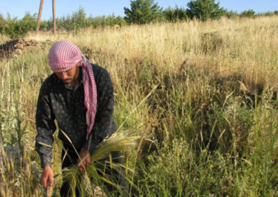 Cereal cultivation