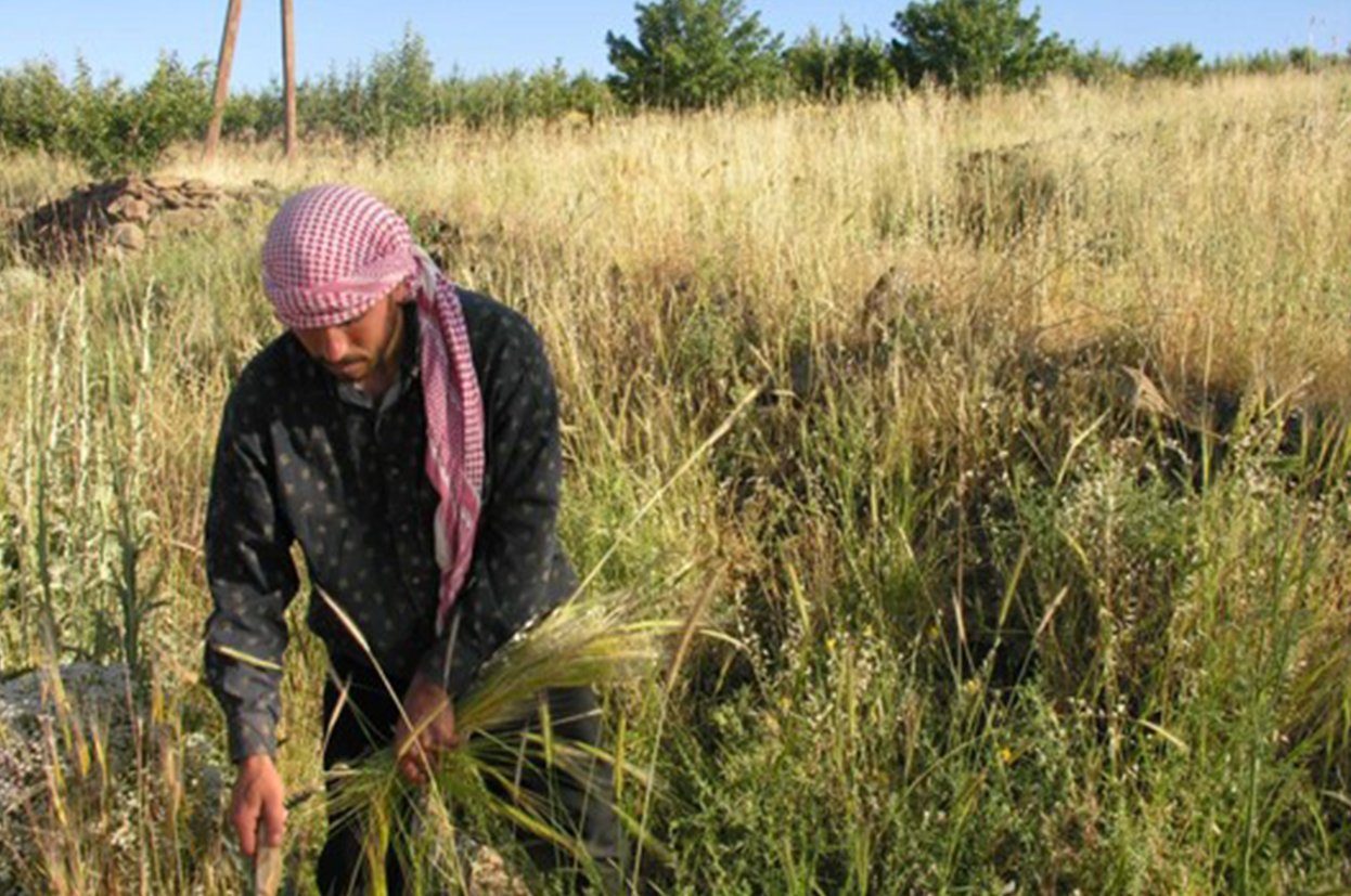 Near_east_Cereal_cultivation
