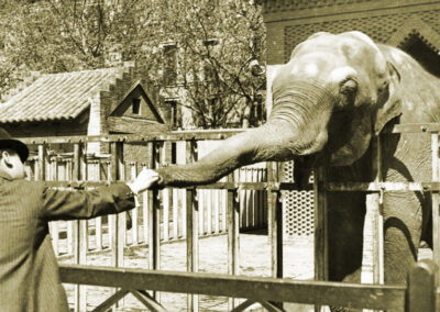 Animales exóticos en la ciudad