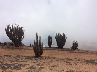 Arqueología de los recursos vegetales en la costa del Desierto de Atacama