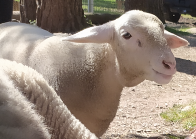 ARIES